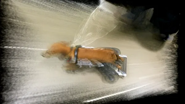 Dynamism of a Dog in a Wheelchair